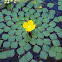 Mosaic Plant