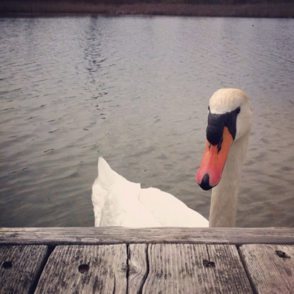 Mute swan