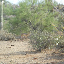 Coyote