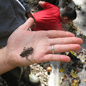 Giant Dragonfly Nymph
