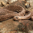 Cobra