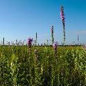 Prairie Blazing Star