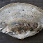 Blue bruising polypore mushroom