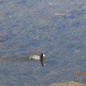 American Coot
