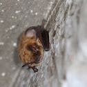 Arizona myotis