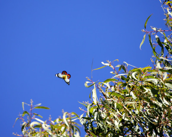 Spotting Image 1