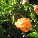 Hibiscus or Rose Mallow