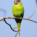 Plum-headed Parakeet (Female)