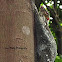 Colugo