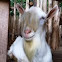 Chivo
