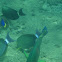 parrotfish