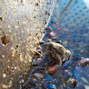 couch's spadefoot toad