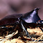 Rhinoceros Beetle