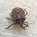 Brown Marmorated Stink Bug