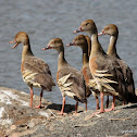 Grass Whistle Duck