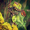 Cinnabar Moth caterpillar