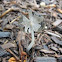 Harefoot mushrooms