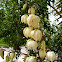 Yucca gloriosa
