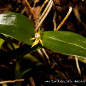 Dwarf butterfly orchid