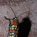 Ailanthus webworm