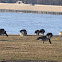 Canada Goose