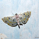 Crambidae