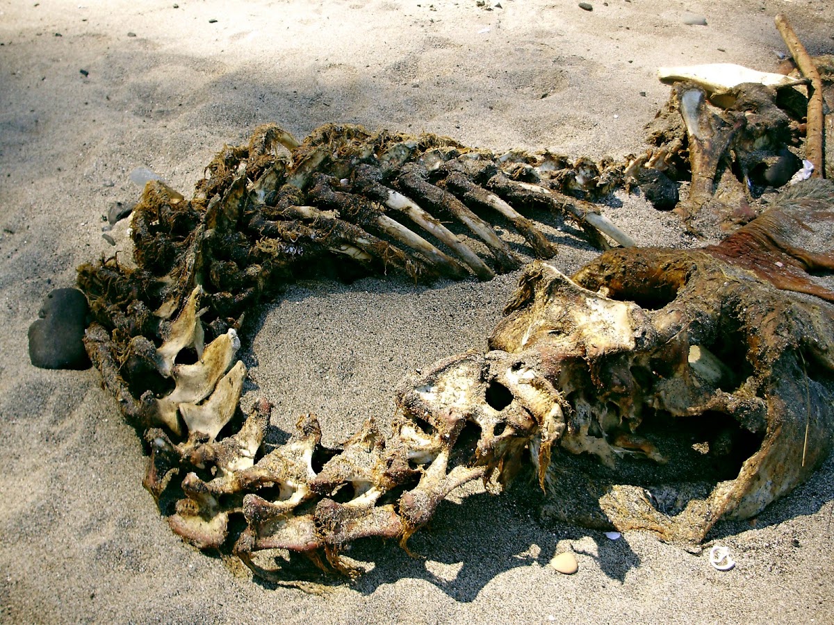Osamenta de Lobo de mar