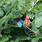 Pipevine Swallowtail
