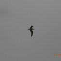 Herring Sea Gull