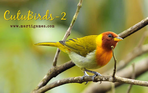 Cutu-Birds-2