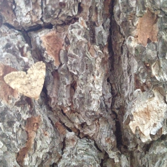 Spotting Image 1