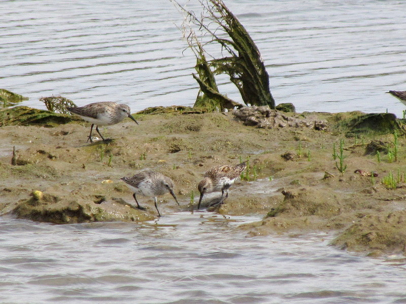 Dunlin