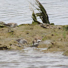 Dunlin
