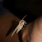 Pale Brown Hawk Moth