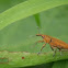 Rhubarb Curculio