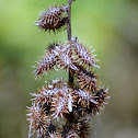 Rough Cocklebur