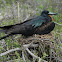 Magnificent Frigatebird