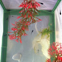 Molly Fish