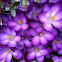 Crocus