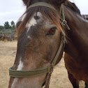 horse