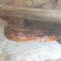 Red Rat Snake