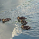 Mallard