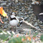 Semipalmated Plover
