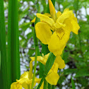 Yellow Flag