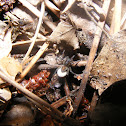 Pirate spider