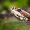 Cottonmouth or Water Mocassin