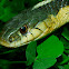 Eastern Garter Snake