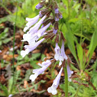 Lyre-leaf Sage
