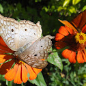 White Peacock