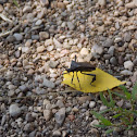 Leaf-Footed Bug